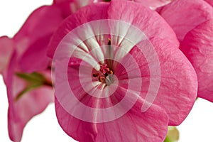 Pink geranium flower isolated on white background. Close-up of indoor plants in full screen