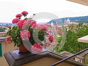 pink geranium flower pelargonium in a flower pot on a background of Prague