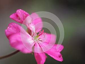 pink geranium flower selective focus
