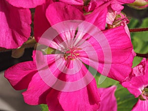 pink geranium flower selective focus