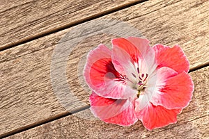 Pink Geranium Flower on Wood Background