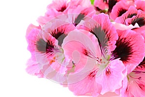 Pink geranium flowers