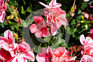 Pink geranium flowers