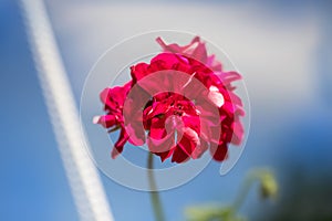 Pink geranium flowers. blue sky. Beautiful little geranium flower. Ivy Pelargonium