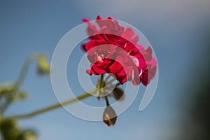 Pink geranium flowers. blue sky. Beautiful little geranium flower. Ivy Pelargonium