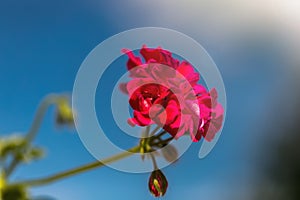 Pink geranium flowers. blue sky. Beautiful little geranium flower. Ivy Pelargonium