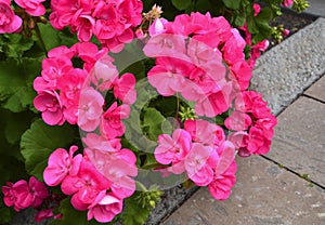 Pink geranium flowers in summer garden on a grey stone background. Blooming pelargoniums