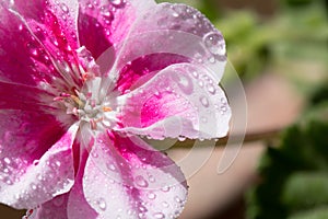 Pink geranium flowers with water droplets