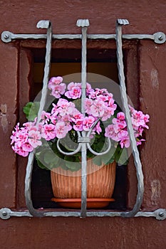 pink geranium flowers in the window