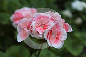 Pink geranium photo