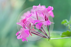 Pink geranium - Melbourne