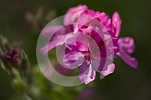 Pink geranium pelargonia roseum