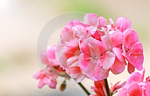 Pink geranium photo