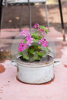 Pink geranium in the white pot