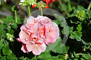 Pink geraniums