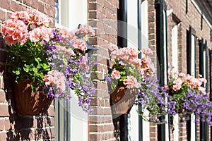 Pink geraniums hanging at facade