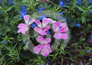 Pink geraniums and lobelia erinus techno blue