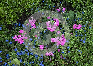 Pink geraniums and lobelia erinus techno blue