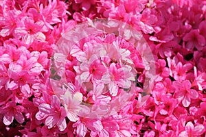 pink geraniums Pelargonium peltatum group of pink geranium's