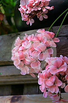 Pink geraniums in the summer garden on the background of old wooden boards from the fence