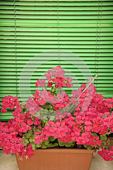 Pink geraniums on window sill.
