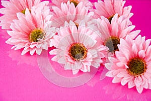 Pink gerber daisies