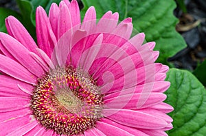 Pink Gerber Daisy