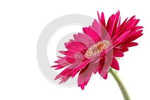 Pink gerber daisy photo