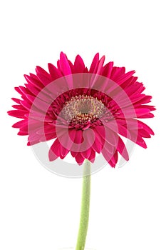 Pink gerber daisy