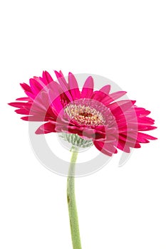 Pink gerber daisy