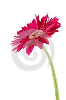 Pink gerber daisy photo