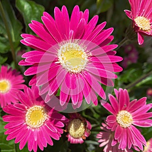 Pink gerber daisy flower