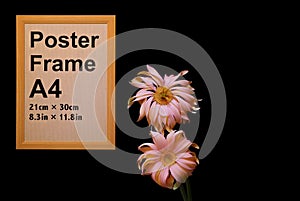 Pink gerber daisy flowers with a4 poster frame on black background