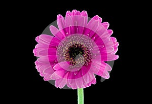 Pink Gerber Daisy