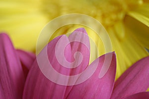 Pink Gerber Daisy petals close up with yellow Gerber Daisy in the background