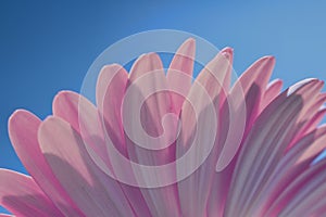 Pink Gerber Daisy on a Soft Blue Background