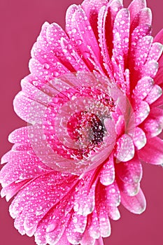 Pink gerber flower