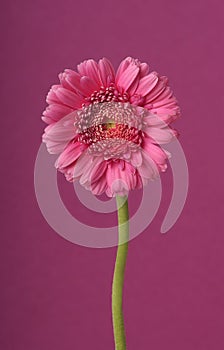 Pink gerber flower