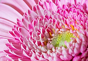 Pink Gerber flower