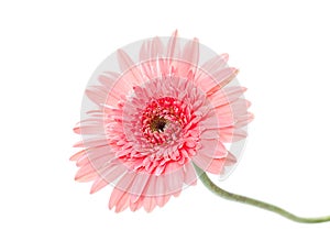 Pink gerber flower isolated on white