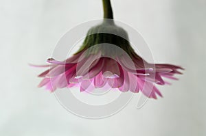 Pink Gerber flower isolated on white background