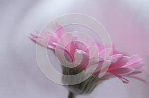 Pink Gerber flower isolated on white background