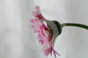 Pink Gerber flower isolated on white background