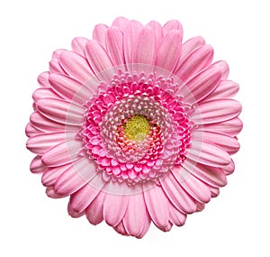 Pink Gerber flower
