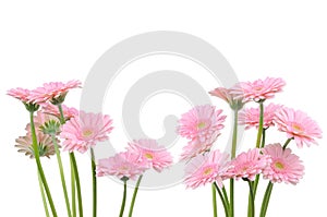 Pink gerber flowers