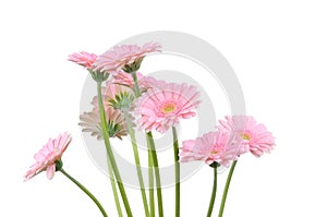 Pink gerber flowers