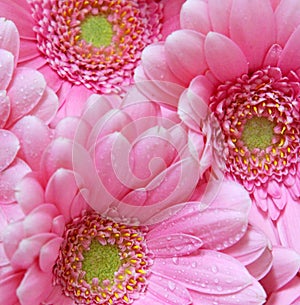 Pink gerber flowers: