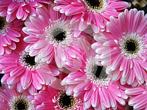 Pink gerber flowers - background