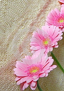 Pink gerber flowers isolated.