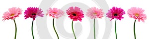 Pink gerber flowers isolated.